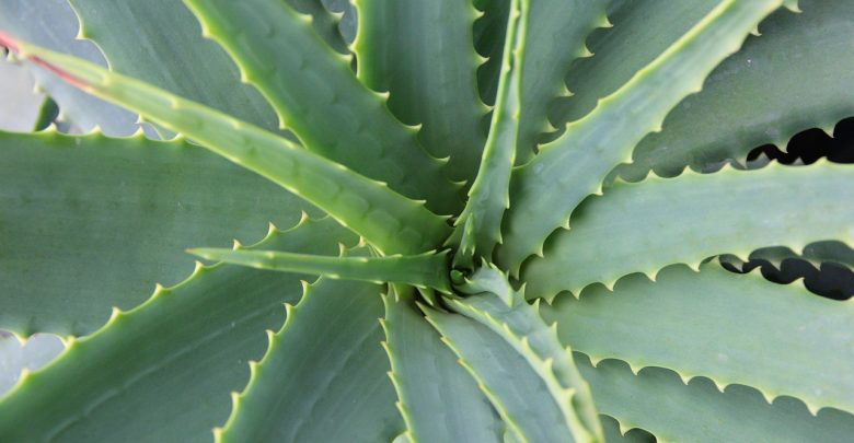 aloe vera