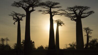 strom baobab