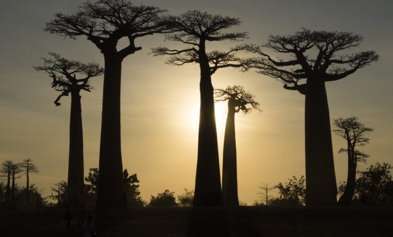 strom baobab