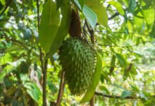 soursop
