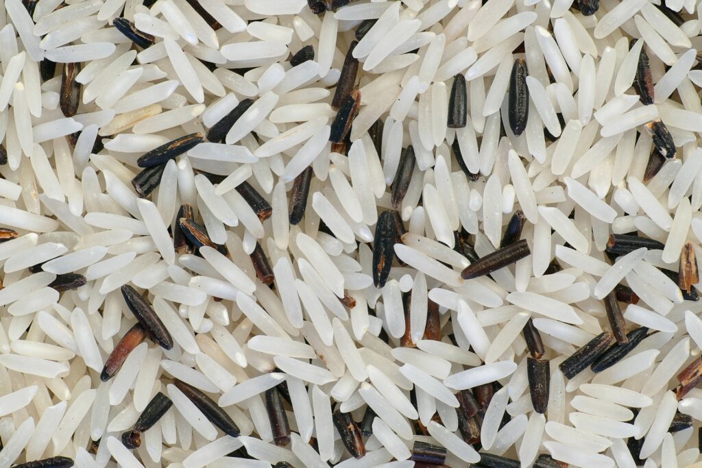 divoká rýže