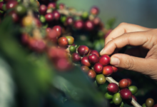 Co vše ovlivňuje cenu kávy?